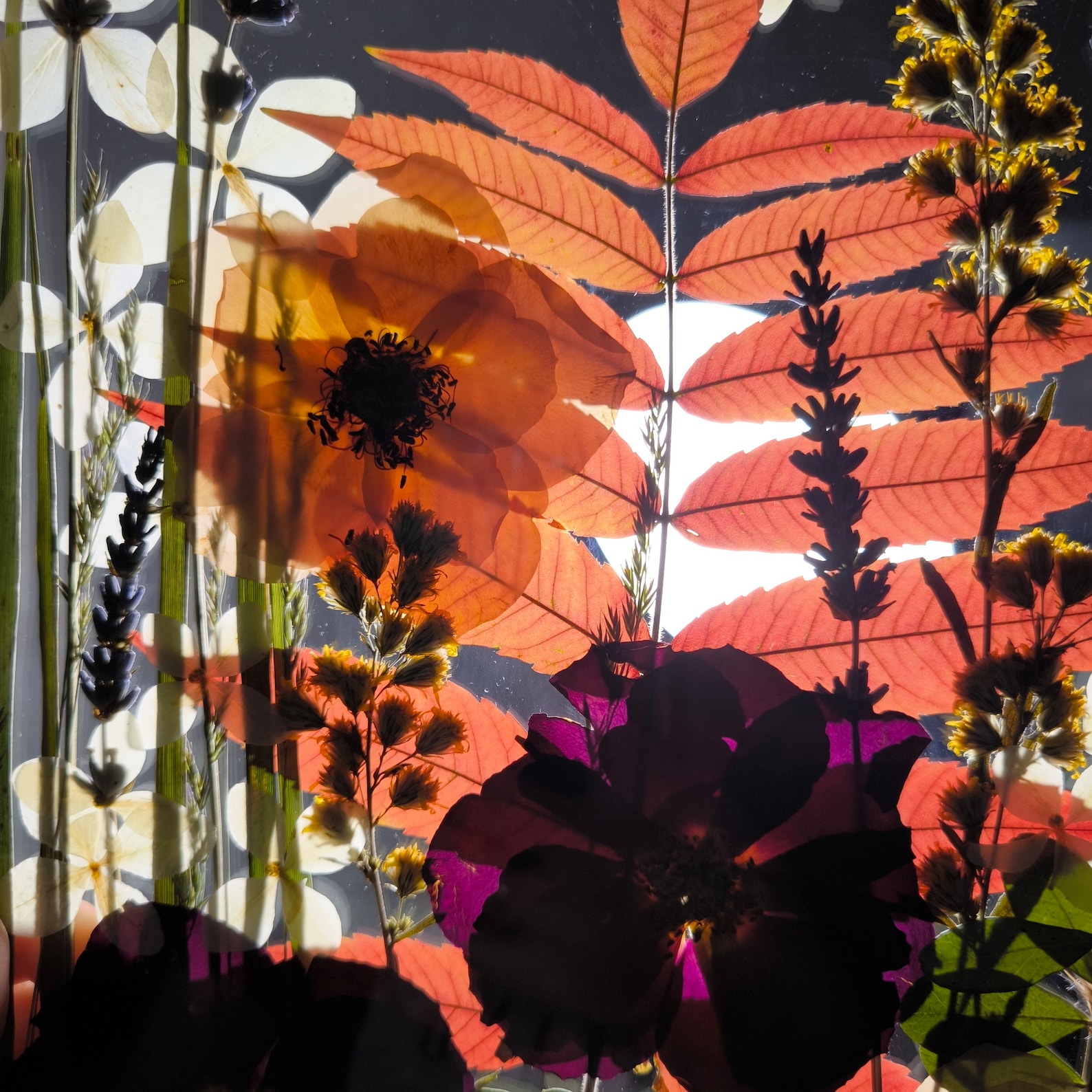 Botanical Art In Wooden Frame, Large Pressed Flower Frame - Image 3